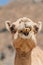 Detail of a camel at Wadi Dharbat near Salalah, Om