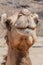 Detail of a camel at Wadi Dharbat near Salalah, Om