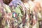 Detail of camouflages of Italian soldiers