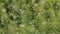 Detail of Capsella bursa pastoris plants on meadow