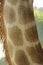 detail of a captive giraffe& x27;s fur pattern