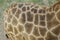 detail of a captive giraffe's fur pattern