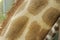 detail of a captive giraffe& x27;s fur pattern