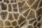 detail of a captive giraffe's fur pattern