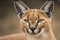 Detail of caracal head with attentive look