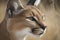 Detail of caracal head with attentive look