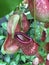 Detail of carnivorous pitcher plant