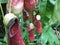 Detail of carnivorous pitcher plant