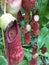 Detail of carnivorous pitcher plant