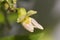 Detail of a carob flower Phaseolus lunatus