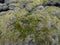 Detail of the carpet of moss,musk and lichen over the lava fields.