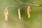 Detail of Catkin Seed Pods