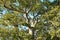 Detail of a ceiba tree in Vinales valley, Cuba