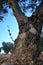 Detail of a centenary olive tree for the production of quality olive oil