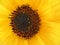 Detail of the center of sunflower.