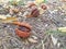 Detail of chestnut tree, with its wrapping on a carpet of colorful autumn leaves, concept of typical autumn