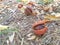 Detail of chestnut tree, with its wrapping on a carpet of colorful autumn leaves, concept of typical autumn