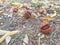 Detail of chestnut tree, with its wrapping on a carpet of colorful autumn leaves, concept of typical autumn