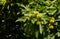 Detail of a chestnut tree with leaves and unripe sweet chestnuts