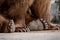 Detail of the claws and pads of a brown bear