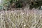 Detail of clipped and trimmed hedge in garden in winter