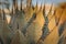 Detail close up of agave plant with long thorns with some leaves highlighted in sunshine