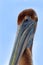 Detail close-up bill face portrait of pelican. Brown Pelican, Pelecanus occidentalis, Florida, USA. Pelican head with blue sky. Be