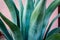 Detail close up of blue-green agave plant with smooth leaves and only thorns on tip