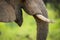 A detail close up of an elephant face, mouth and tusk against a blurred green background