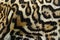 Detail close-up fur coat of wild cat. Wild cat from Costa Rica. Margay, Leopardis wiedii, beautiful cat sitting on the branch in t