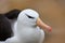 Detail close-up head portrait of bird. Portrait of Black-browed albatross, Thalassarche melanophris, white head with nice bill, on