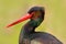 Detail close-up portrait of bird. Bird Black Stork with red bill, Ciconia nigra, sitting on the nest in the forest Long red bill