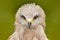 Detail close-up portrait of bird of prey with green background. Black Kite, Milvus migrans, brown bird of prey sitting larch tree