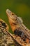 Detail close-up portrait of lizard. Reptile Black Iguana, Ctenosaura similis, sitting on black stone. Beautiful lizard head in the