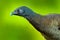 Detail close-up portrait of tropic bird. Grey-headed chachalaca, Ortalis cinereiceps, exotic tropical bird, forest nature habitat