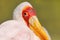 Detail close-up portrait of Yellow-billed Stork, Mycteria ibis, sitting in the grass, Okavango delta, Moremi, Botswana. River with