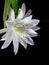 Detail close up and vibrance colors of the blooming Wijaya Kusuma Flower. Wijaya Kusuma is a typical Indonesian flower that only b