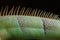 detail close-up view of the back and spine of sleeping marine iguana showing scales