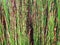 Detail close up of wild native green grasses