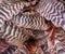 Detail closeup of Cryptanthus zonatus with beautiful pattern