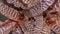 Detail closeup of Cryptanthus zonatus with beautiful pattern.