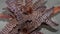 Detail closeup of Cryptanthus zonatus with beautiful pattern