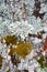 Detail and closeup of white and green lichens draping bark of old tree