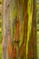 Detail of colorful bark of Rainbow Eucalyptus tree