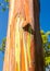 Detail of colorful bark of Rainbow Eucalyptus tree