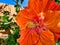 Detail of Colorful Bright Orange Hibiscus Flower in Garden