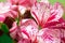 Detail of colorful flowers geranium