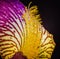Detail of colorful iris center of petal