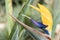 Detail of colorful strelitzia