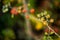 Detail of colorful variety of wild tomatoes on the vine of a small tomato tree in the garden.